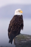 Alaska;Bald-Eagle;Haliaeetus-leucocephalus;Kenai-Peninsula;One;avifauna;bird;bir